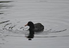 Fulica atra