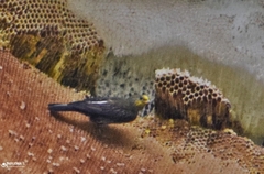 Indicator xanthonotus