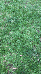 Tracheophyta