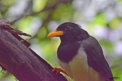 Urocissa flavirostris