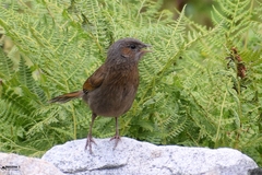 Trochalopteron lineatum