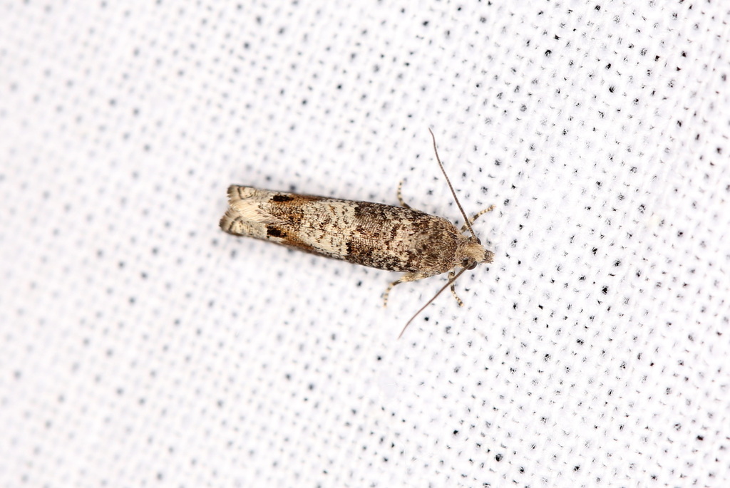 Square-barred Bell