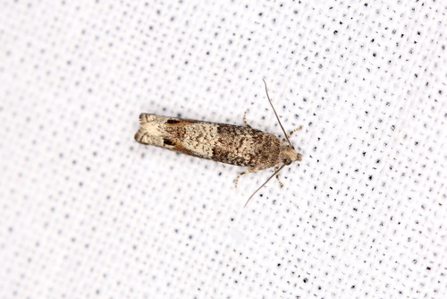 Square-barred Bell