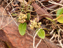 Parinari capensis capensis