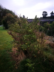 Coprosma repens x robusta