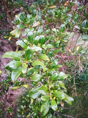 Coprosma repens x robusta