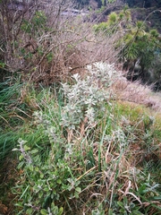 Brachyglottis monroi