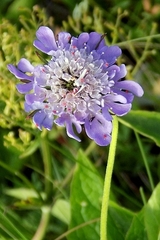 Scabiosa lucida lucida
