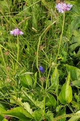 Scabiosa lucida lucida