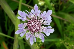 Scabiosa lucida lucida