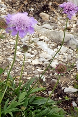 Scabiosa lucida lucida