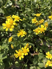 Senecio maritimus