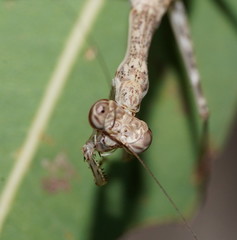 Ciulfina biseriata
