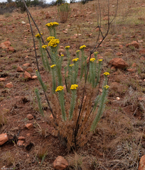Phymaspermum athanasioides