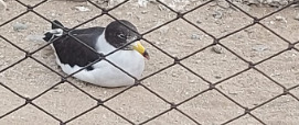 Belcher's Gull