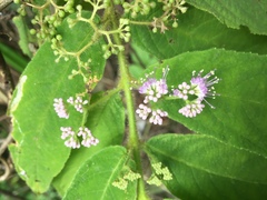 Callicarpa pilosissima