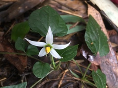 Lycianthes lysimachioides