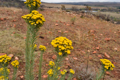 Phymaspermum athanasioides