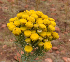 Phymaspermum athanasioides