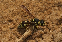 Antepipona ovalis