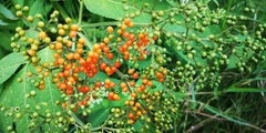 Sambucus javanica