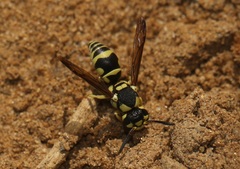 Antepipona ovalis