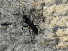 Arachnospila