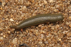 Hirudinidae
