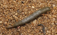 Hirudinidae
