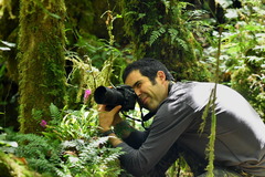 Arpophyllum laxiflorum