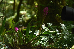 Arpophyllum laxiflorum