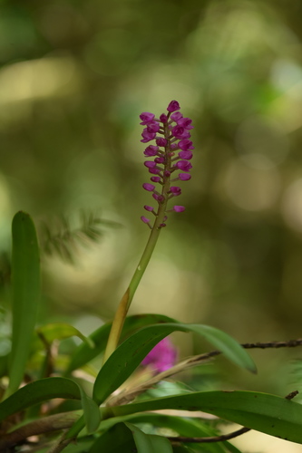 Image of Arpophyllum Laxiflorum (Arpophyllum laxiflorum) by (c) Alan Rockefeller, some rights reserved (CC BY)