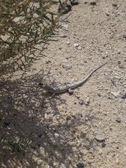 Acanthodactylus boskianus