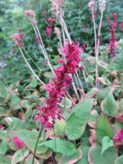 Bistorta amplexicaulis