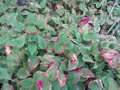 Bistorta amplexicaulis