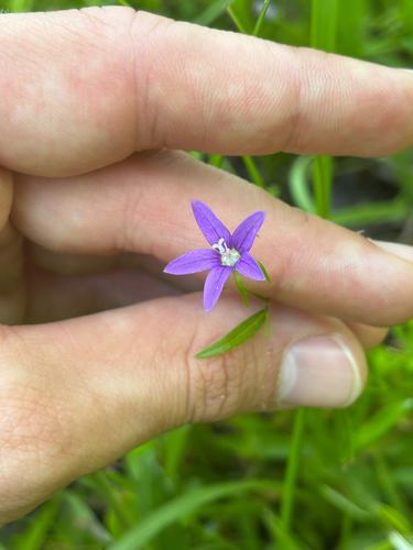 Rotanthella floridana, photograph 6