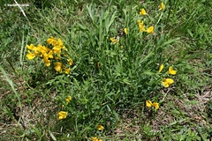 Cytisus procumbens