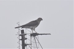 Accipiter nisus