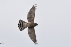 Accipiter nisus