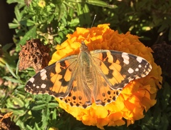 Vanessa cardui
