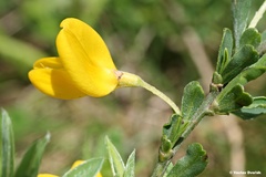 Cytisus procumbens