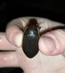 Dytiscus semisulcatus