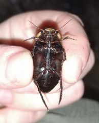 Dytiscus semisulcatus