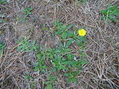 Pilosella officinarum