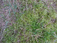 Pleurozium schreberi