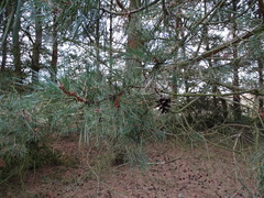 Pinus sylvestris
