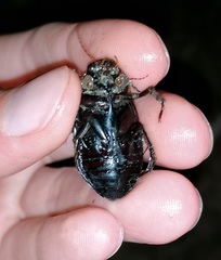 Dytiscus semisulcatus