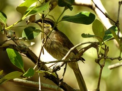 Gavicalis fasciogularis