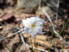 Gladiolus inflatus