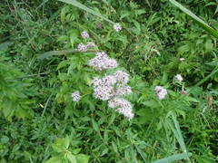 Eupatorium cannabinum